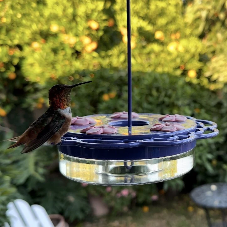 Petunia Passion Plastic Hanging Dish Hummingbird Feeder - Image 8