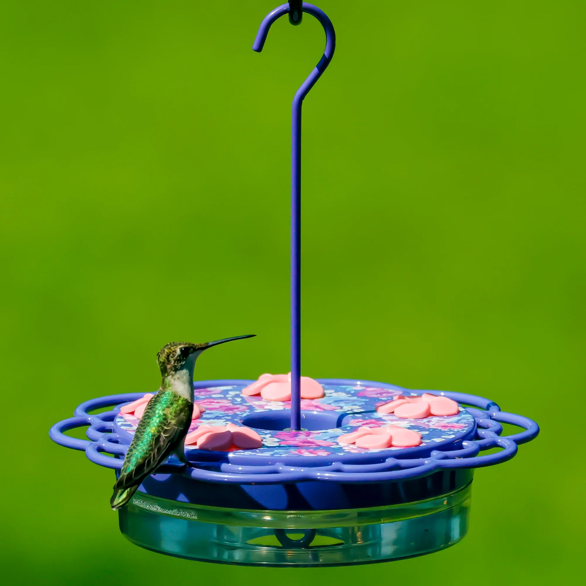 Petunia Passion Plastic Hanging Dish Hummingbird Feeder - Image 9