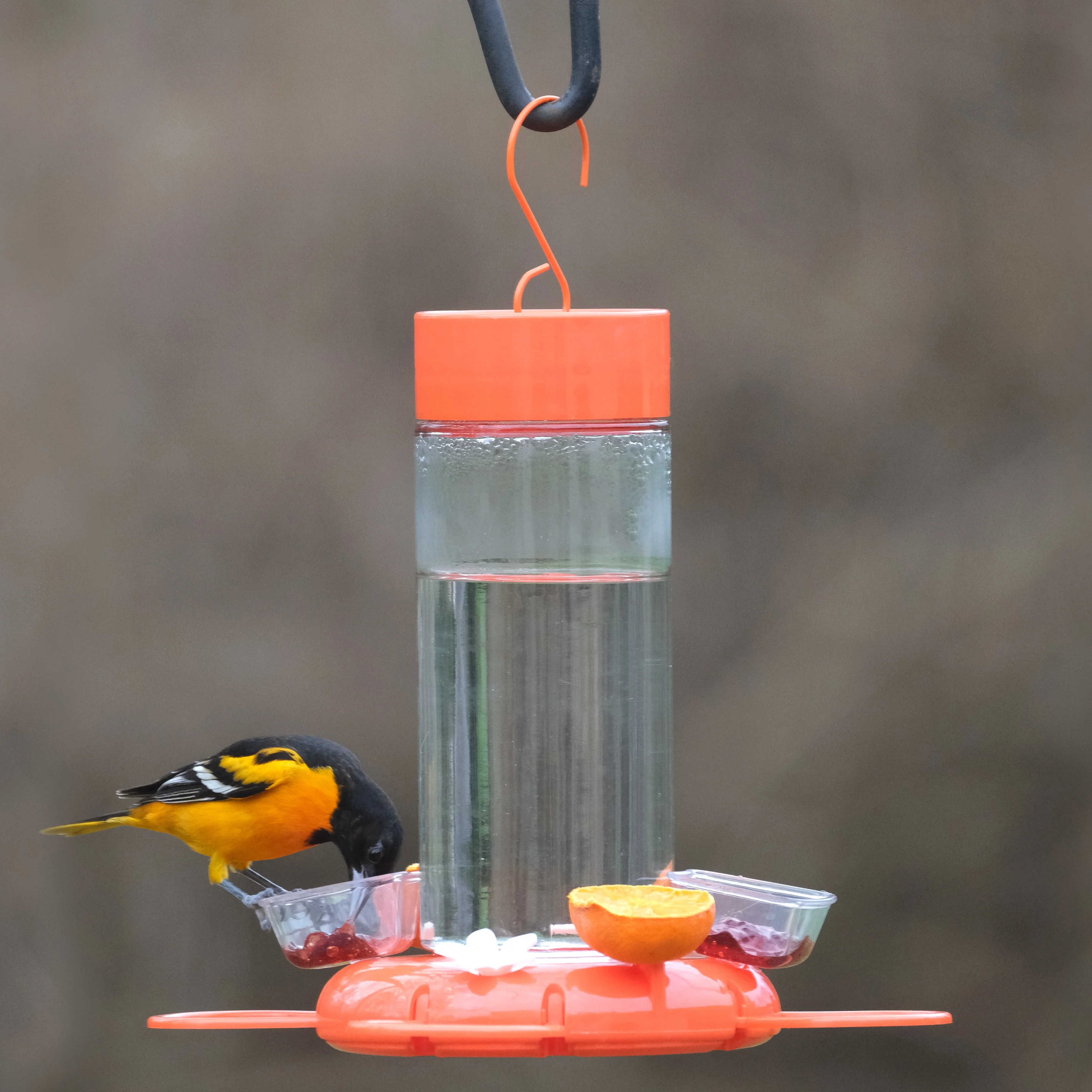 Set of 2 Replacement Jelly Cups - For OFG2 Orange Blossom Oriole Feeder - Image 2
