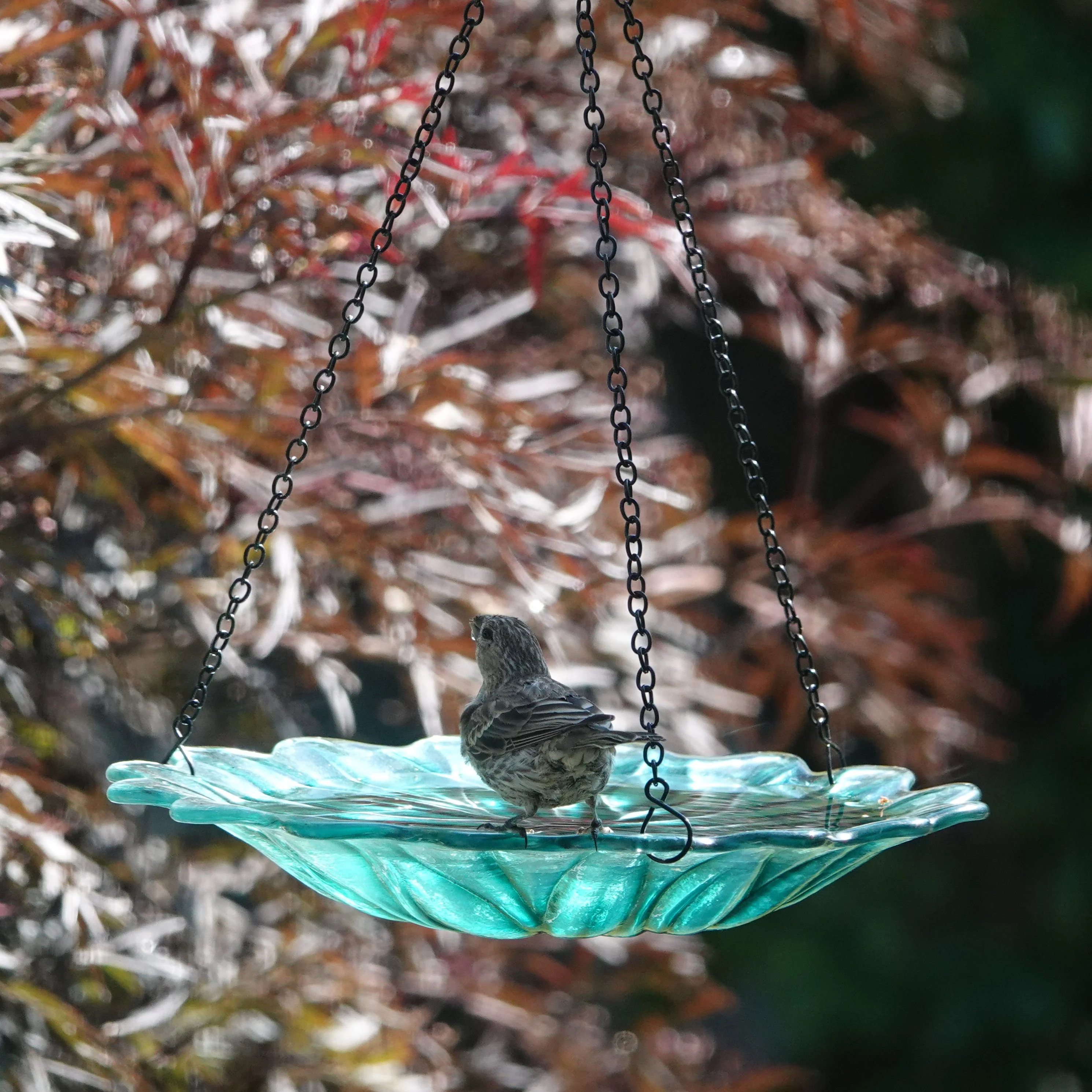 11” Recycled Glass Hanging Combination Bird Feeder and Bath - Turquoise Dahlia - Image 10