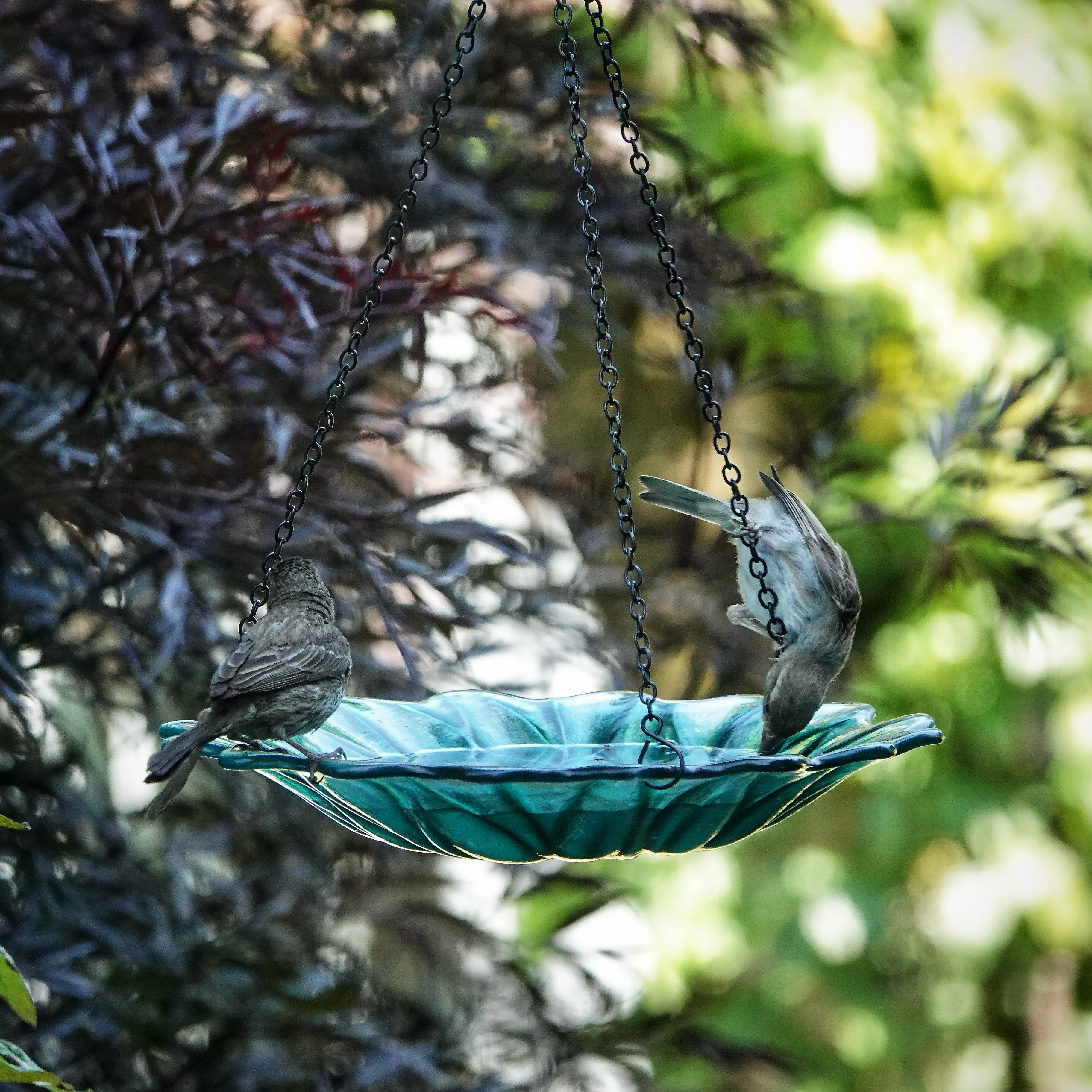 11” Recycled Glass Hanging Combination Bird Feeder and Bath - Turquoise Dahlia - Image 11