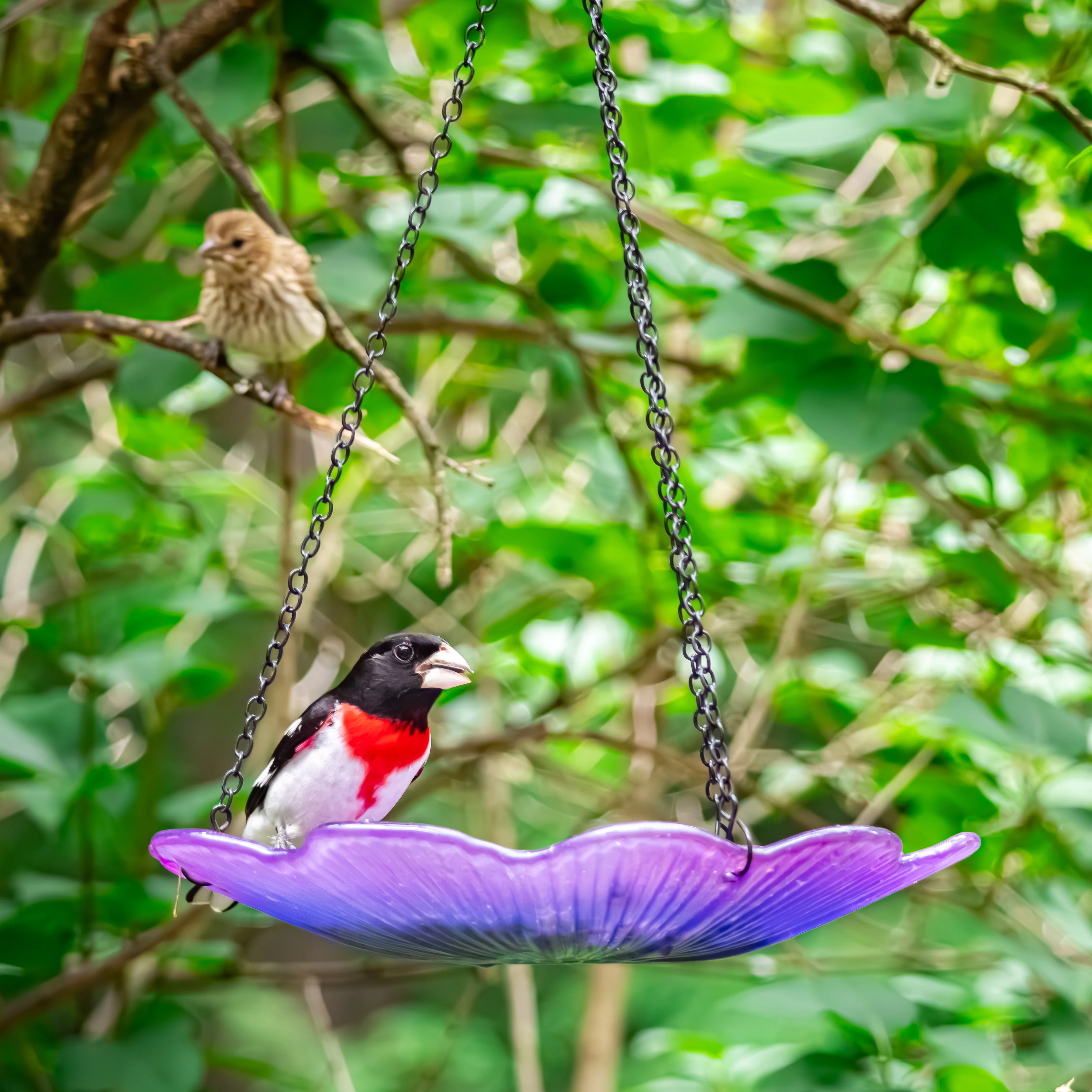 11” Recycled Glass Hanging Combination Bird Feeder and Bath - Violet Begonia - Image 10