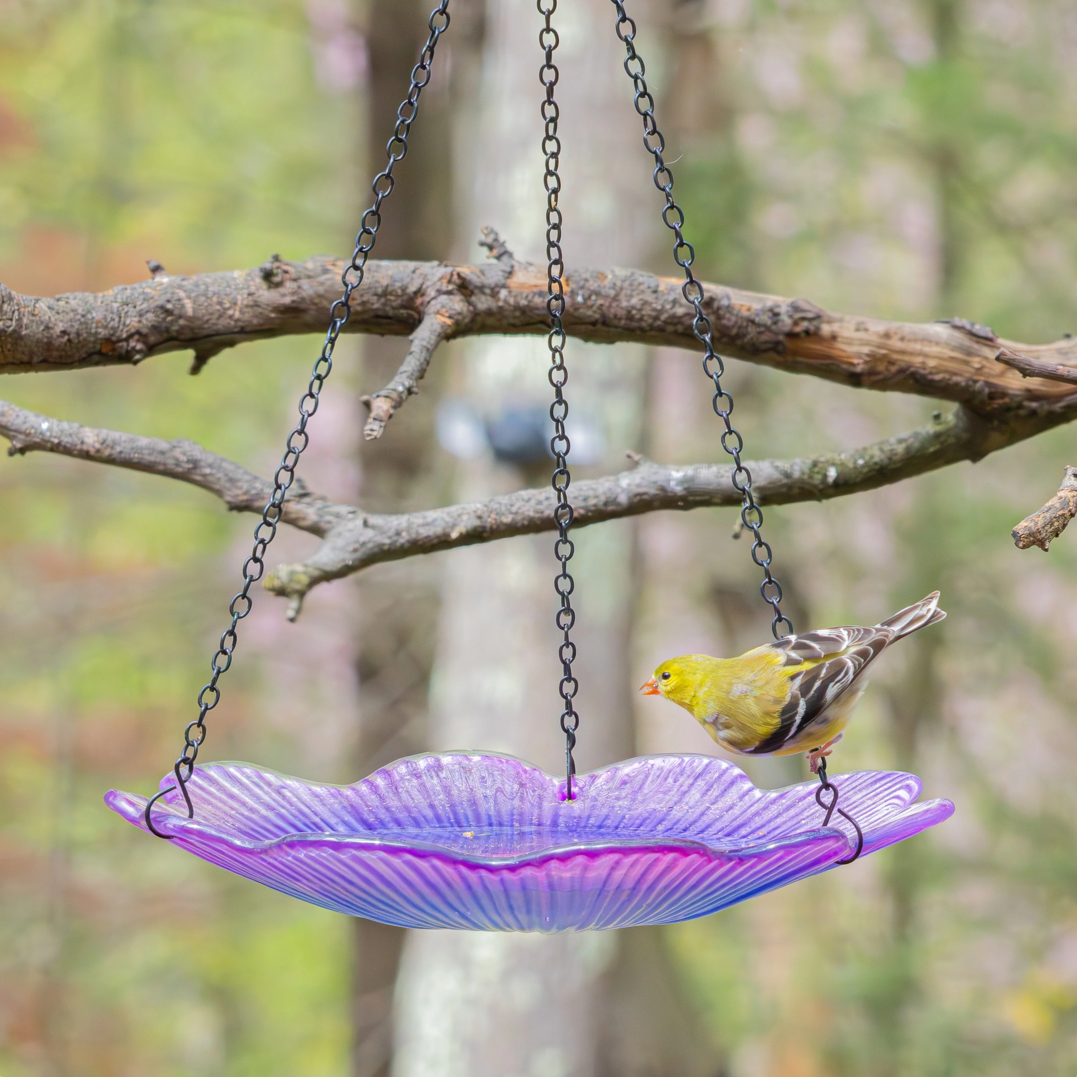 11” Recycled Glass Hanging Combination Bird Feeder and Bath - Violet Begonia - Image 11