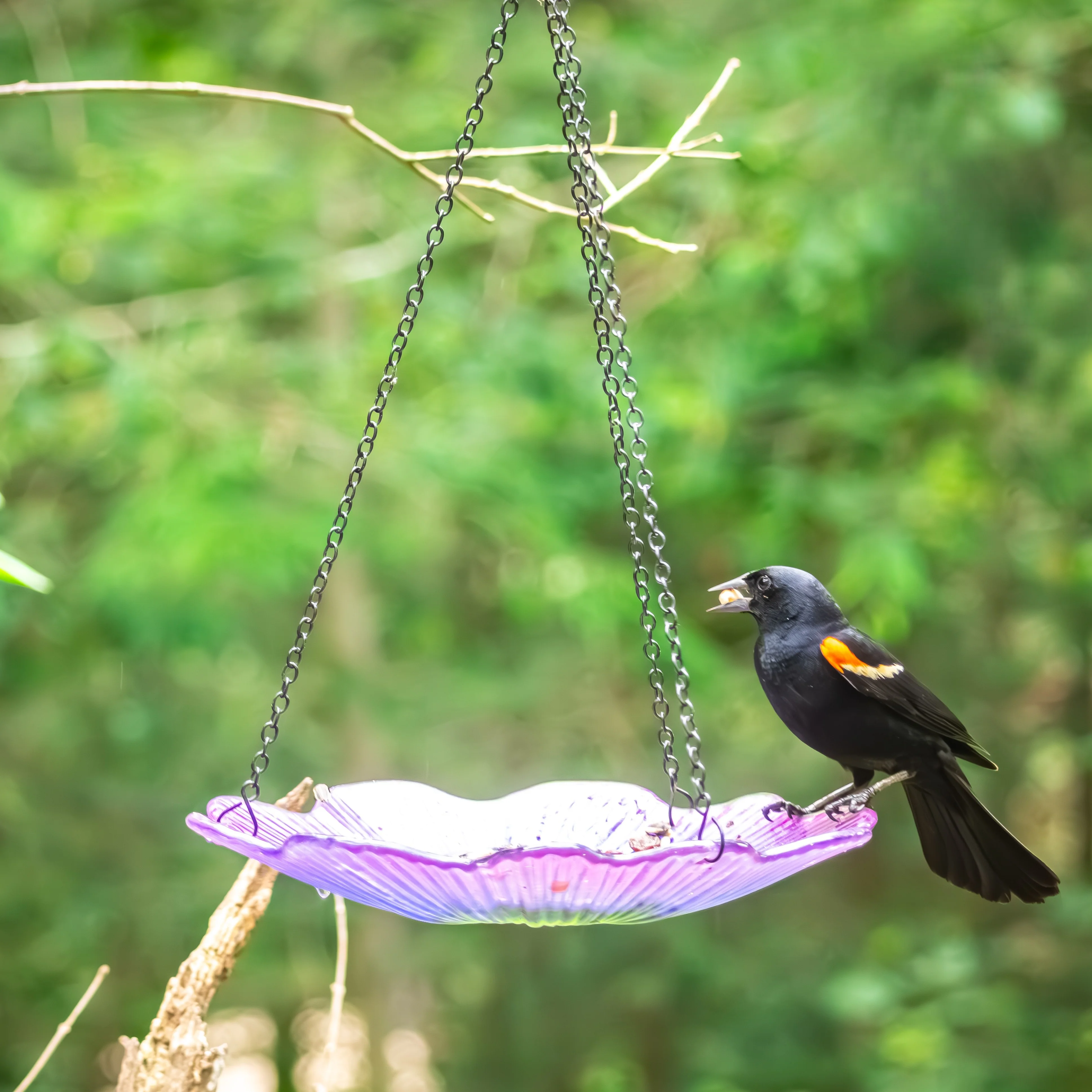 11” Recycled Glass Hanging Combination Bird Feeder and Bath - Violet Begonia - Image 9