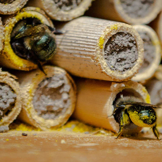 Spring Mason Bee Mud Box - Image 4