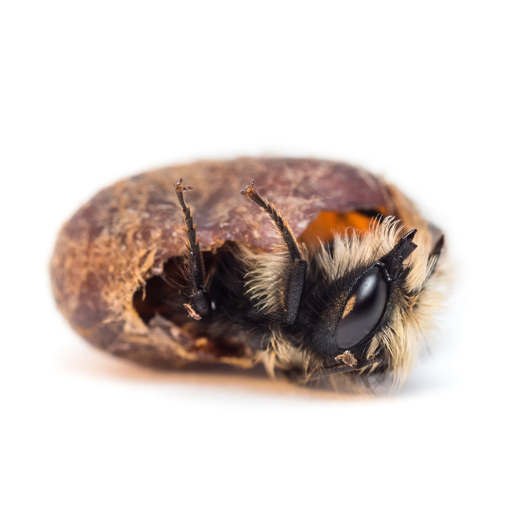 Spring Mason Bees - Image 4