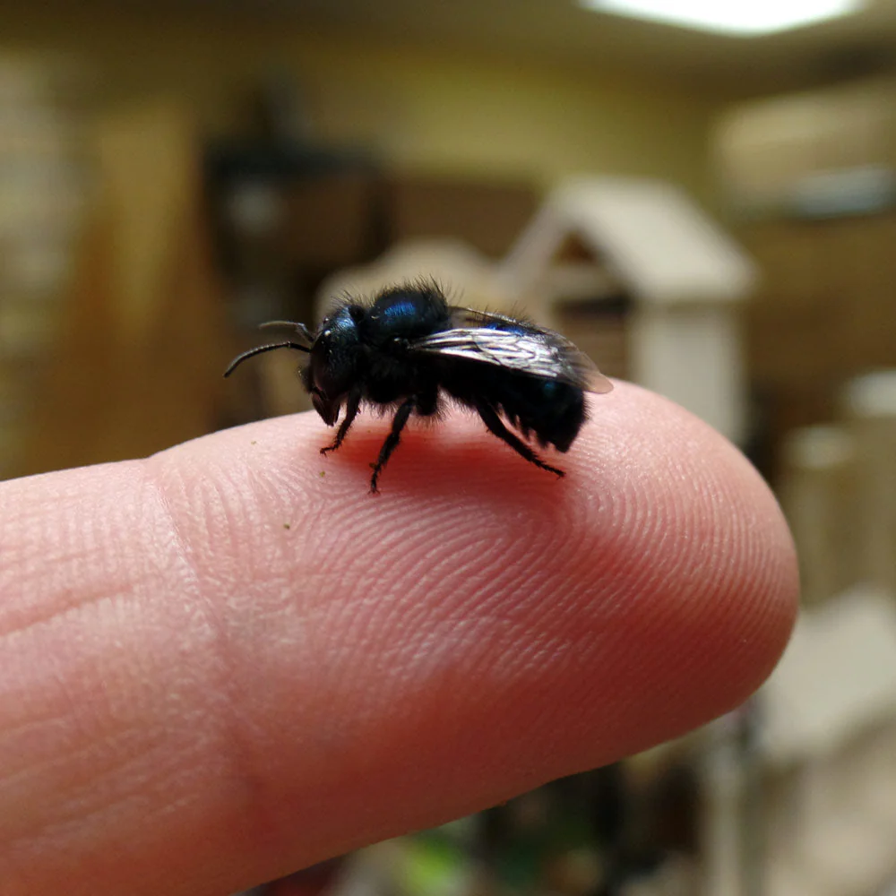 Spring Mason Bees - Image 5