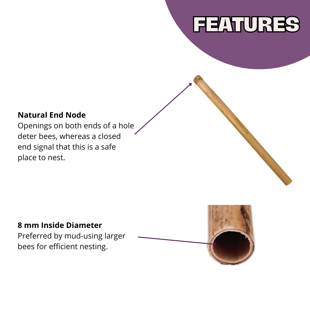 Spring Natural Reeds for Mason Bees - 8mm - Image 4
