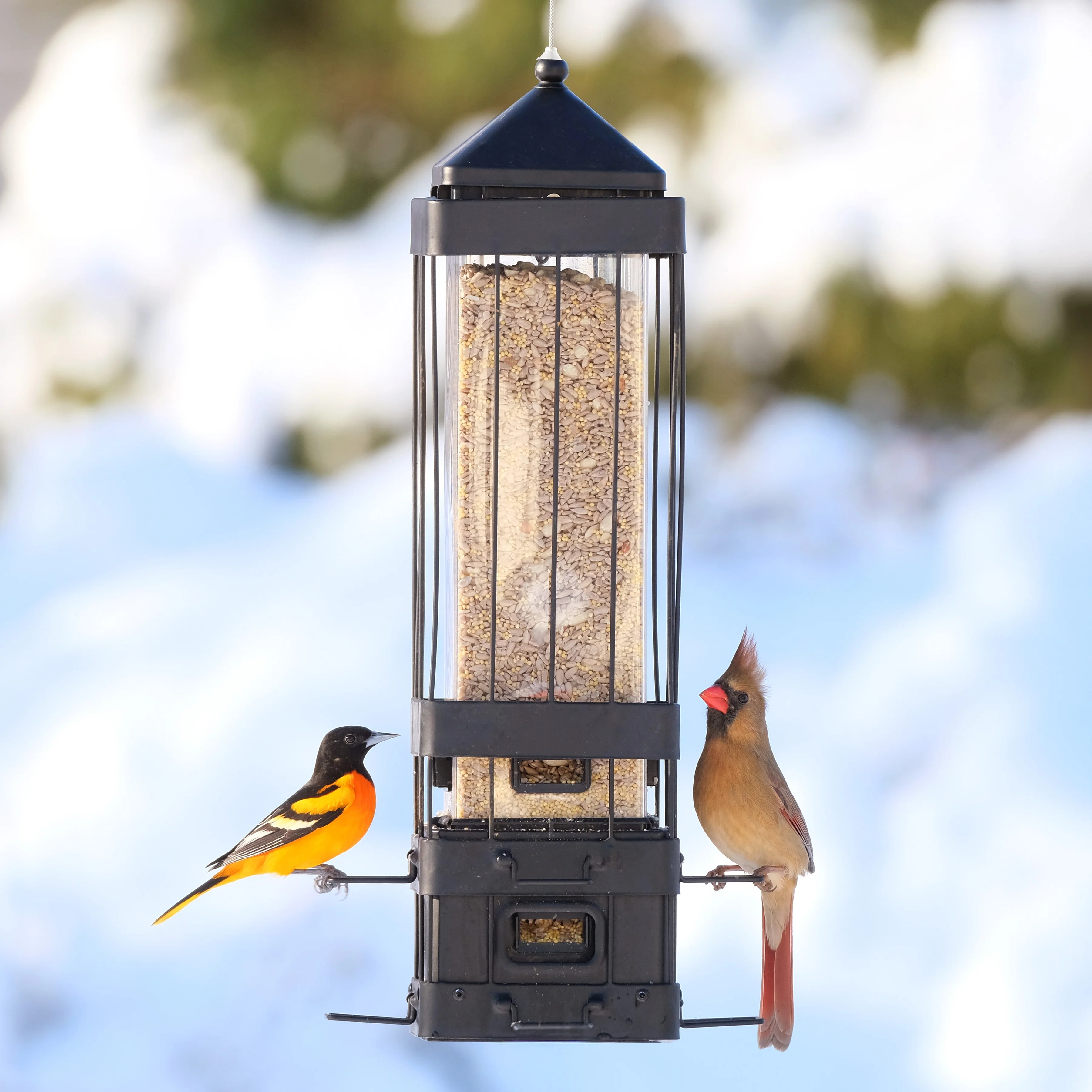 Squirrel Shield Advantage Cage Feeder - Image 7