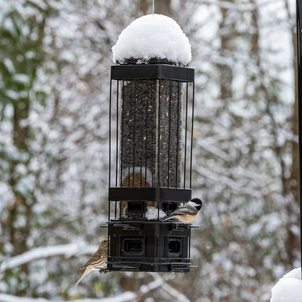 Squirrel Shield Advantage Cage Feeder - Image 8