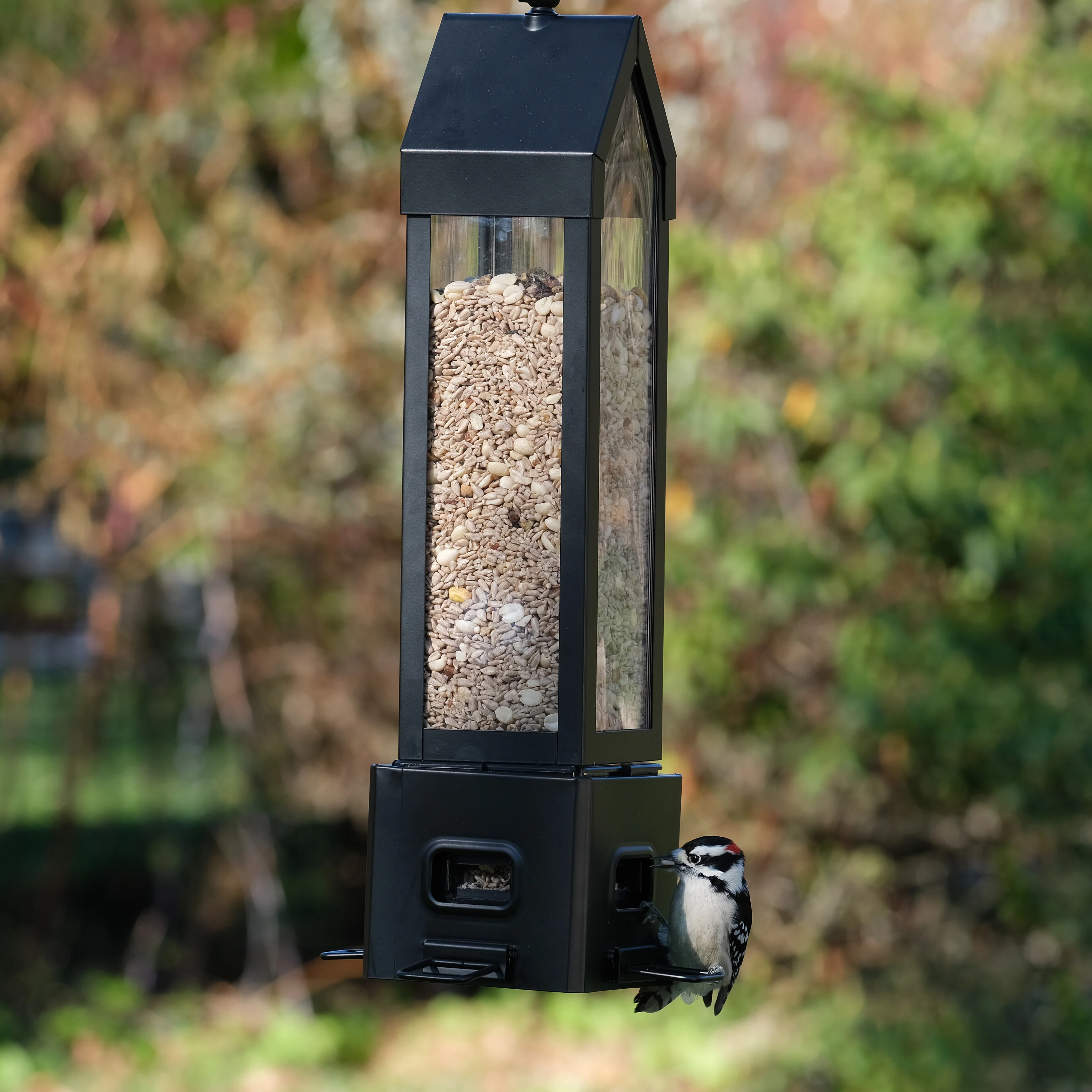 Squirrel Shield Choice Lantern Feeder - Image 7