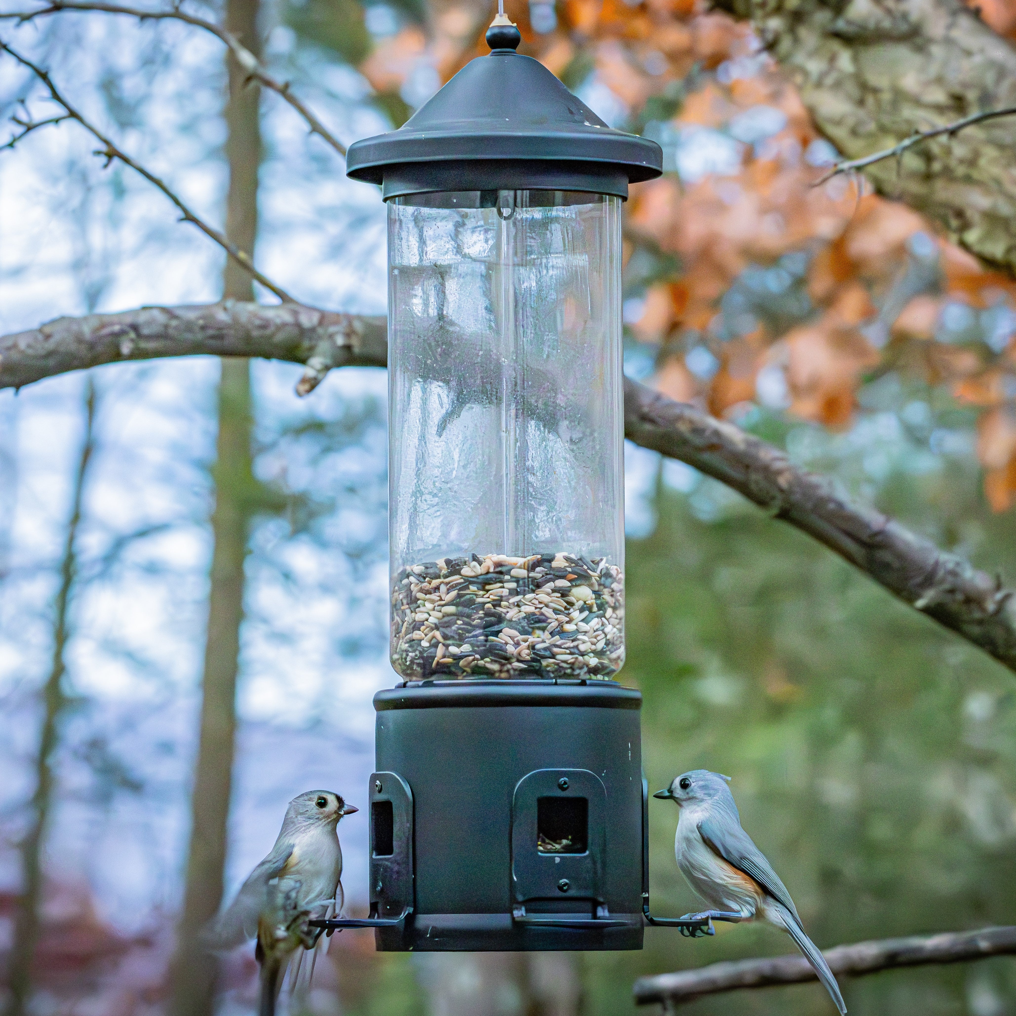 Squirrel Shield Choice Tube Feeder - Image 10