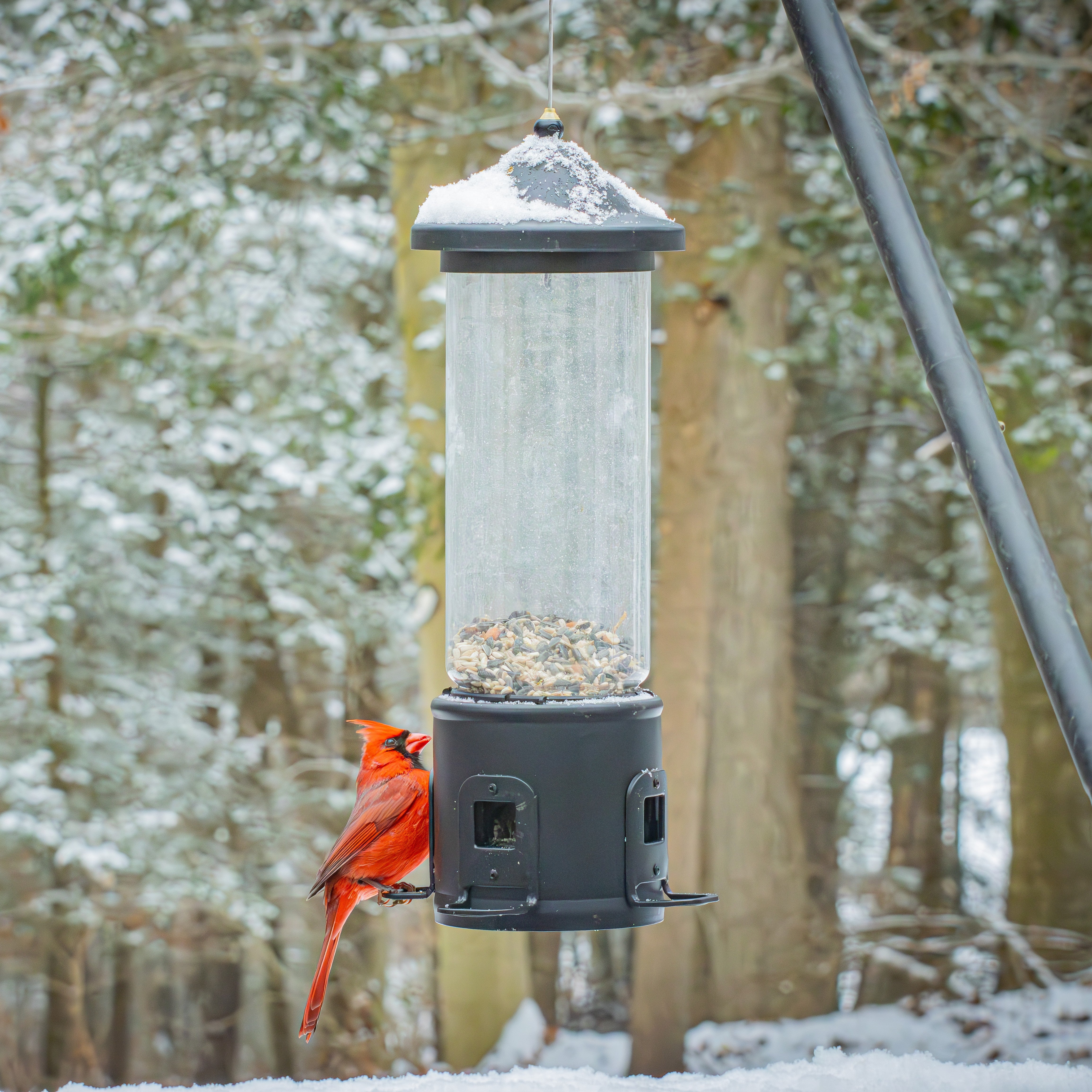 Squirrel Shield Choice Tube Feeder - Image 11
