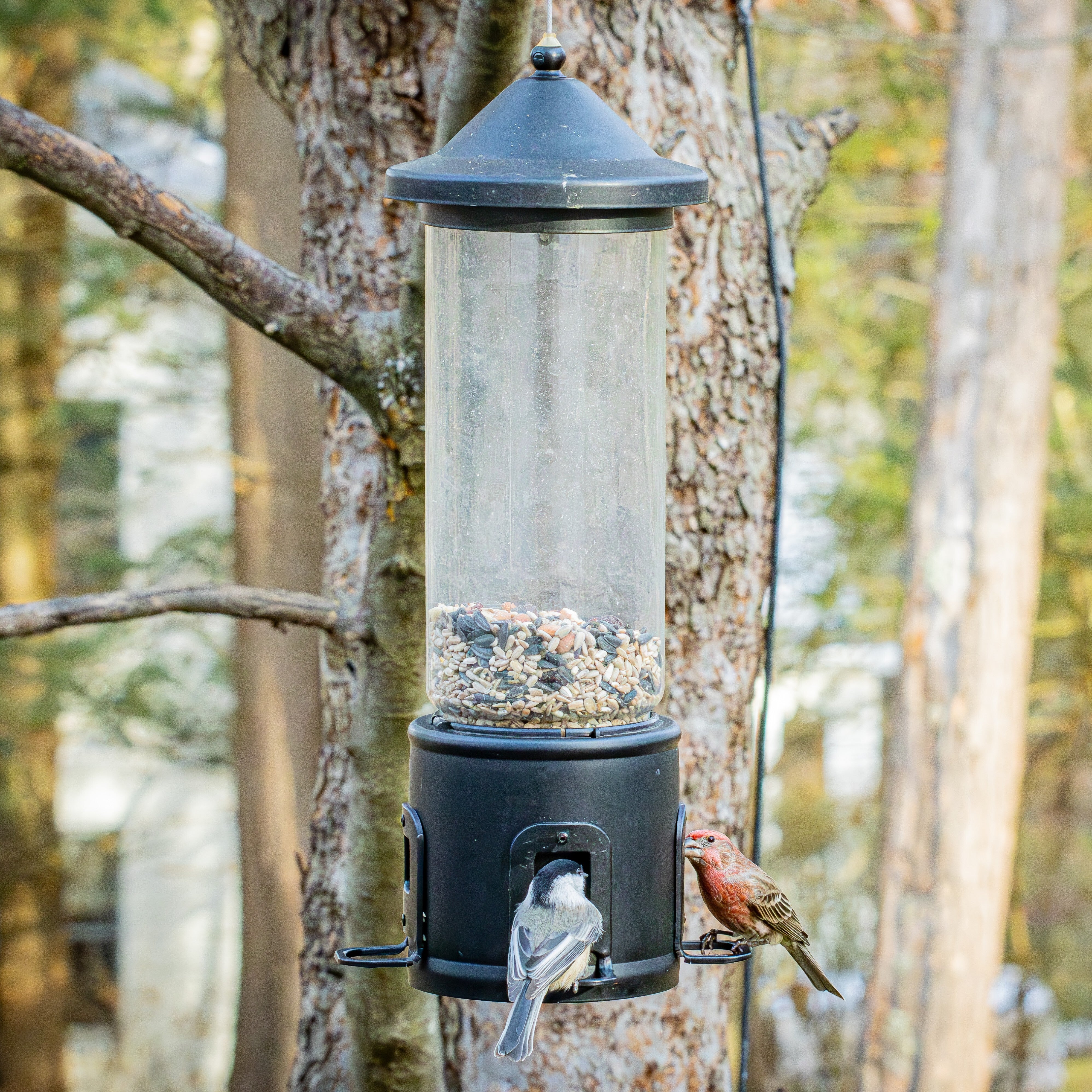Squirrel Shield Choice Tube Feeder - Image 7