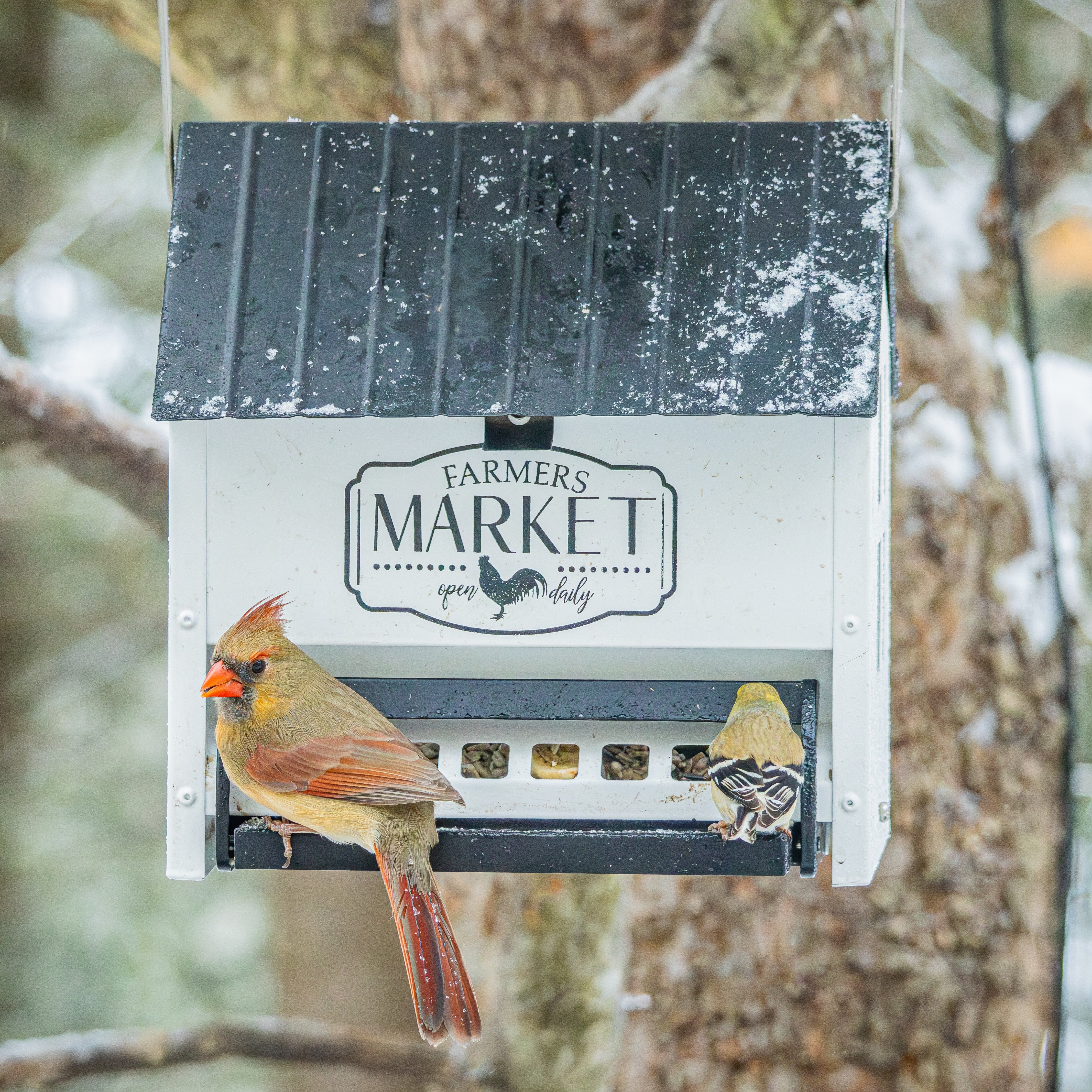 Squirrel Shield Metal Hopper Feeder - Image 10