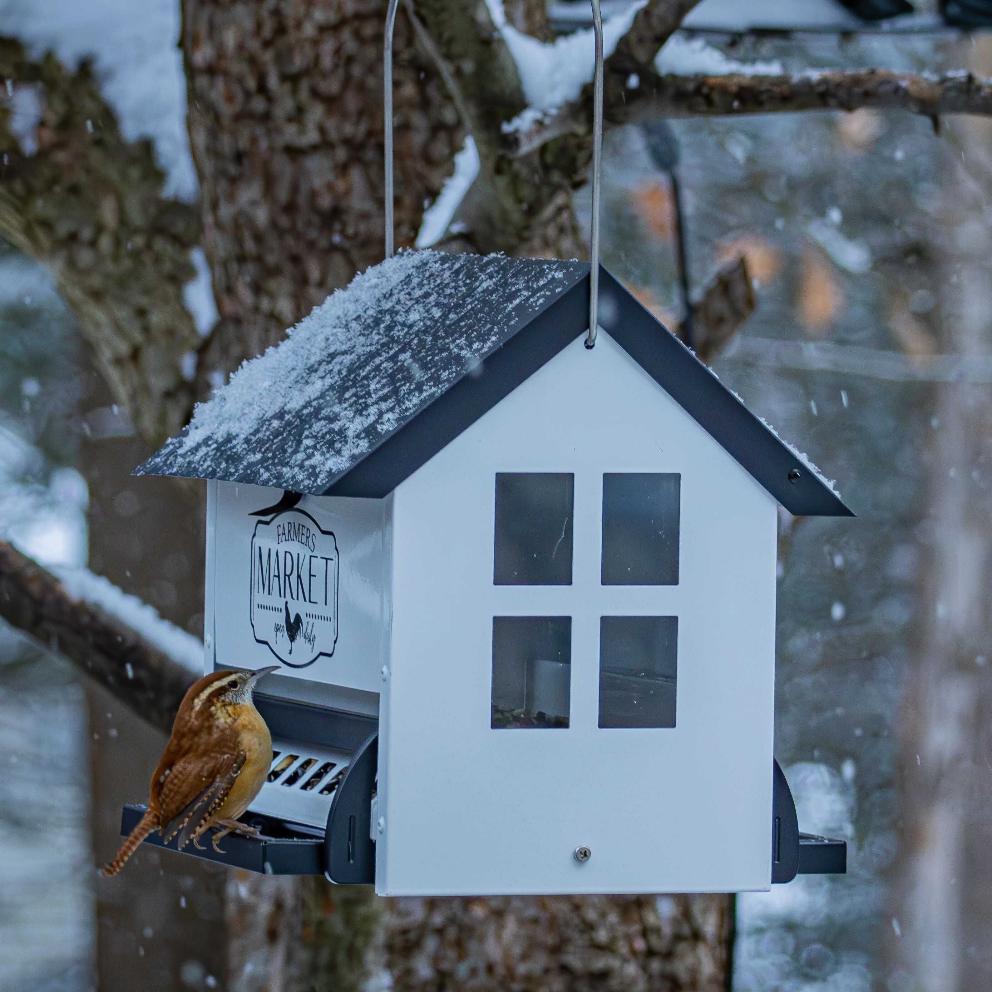 Squirrel Shield Metal Hopper Feeder - Image 9