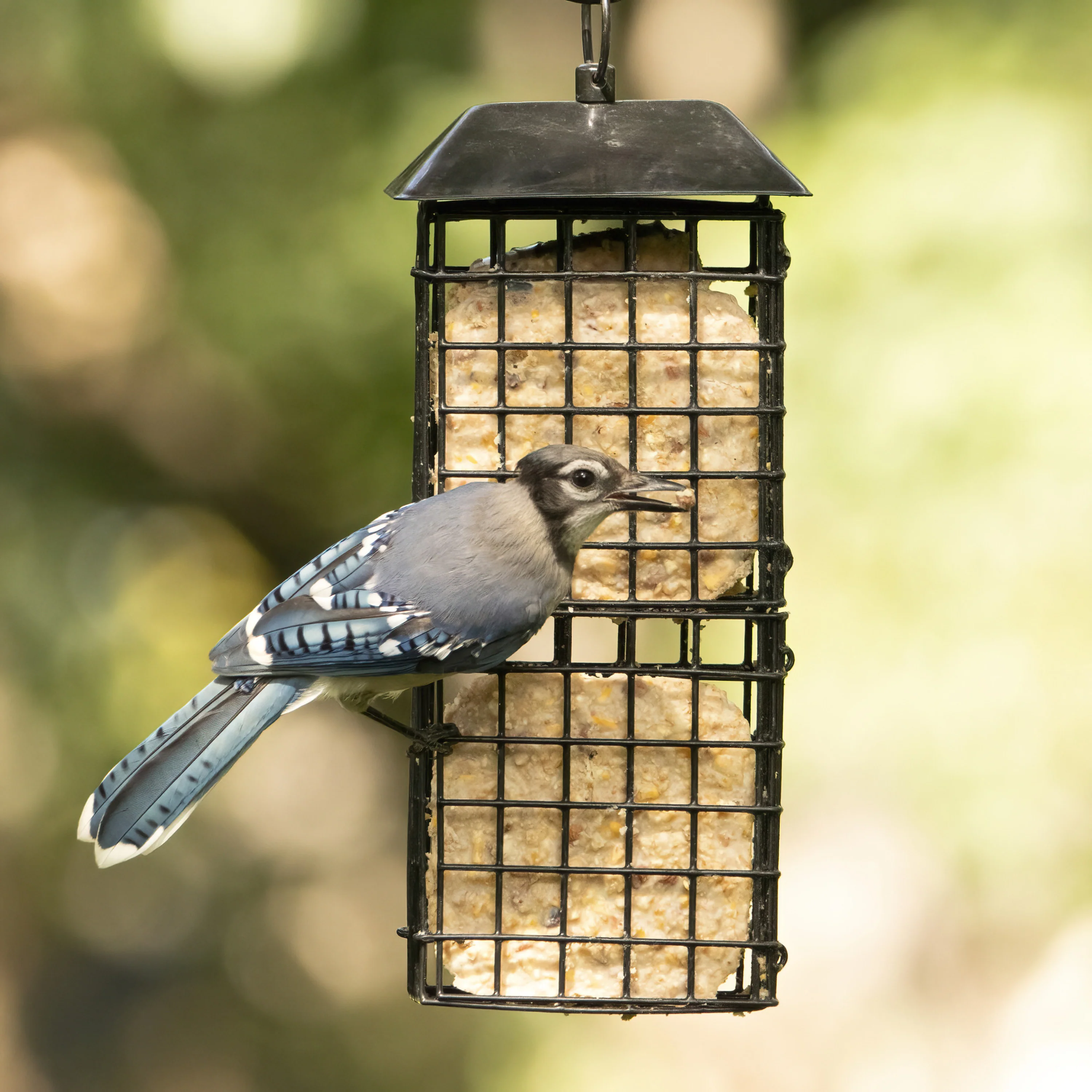 Metal Four Cake Suet Cage Bird Feeder w/ Roof - Four Cake - Image 9