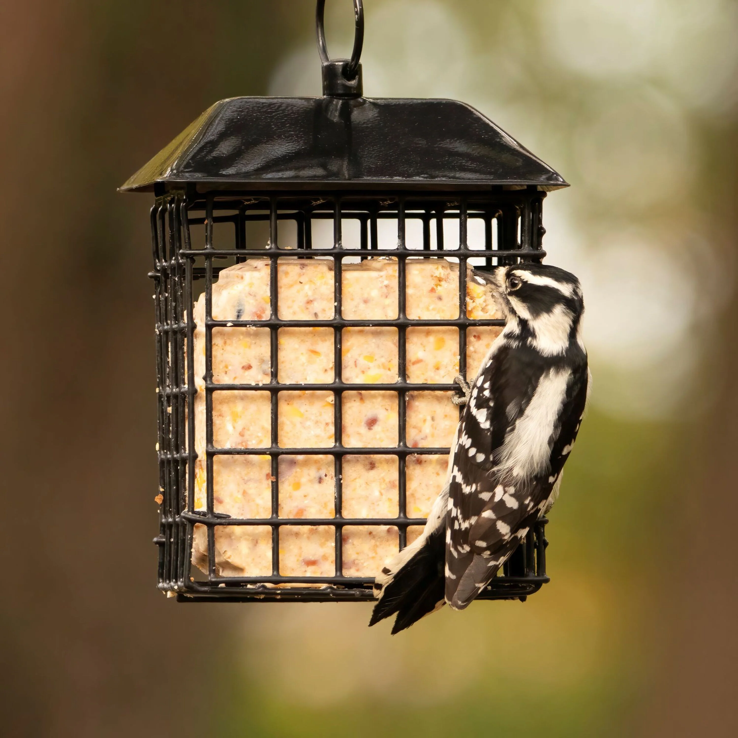 Metal Two Cake Suet Cage Bird Feeder w/ Roof - Two Cake - Image 7