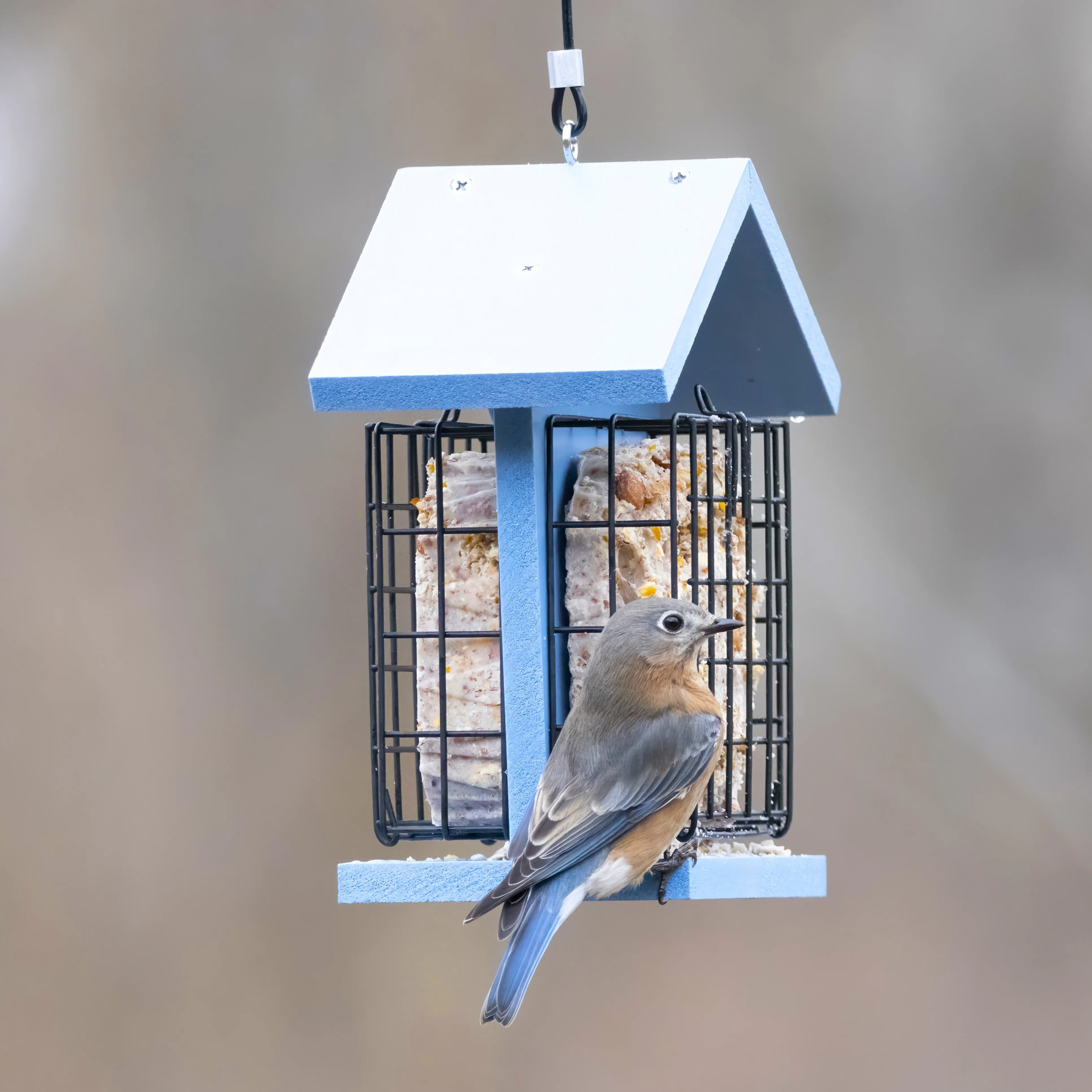 Suet Snacker Recycled Plastic Bird Feeder - Image 7