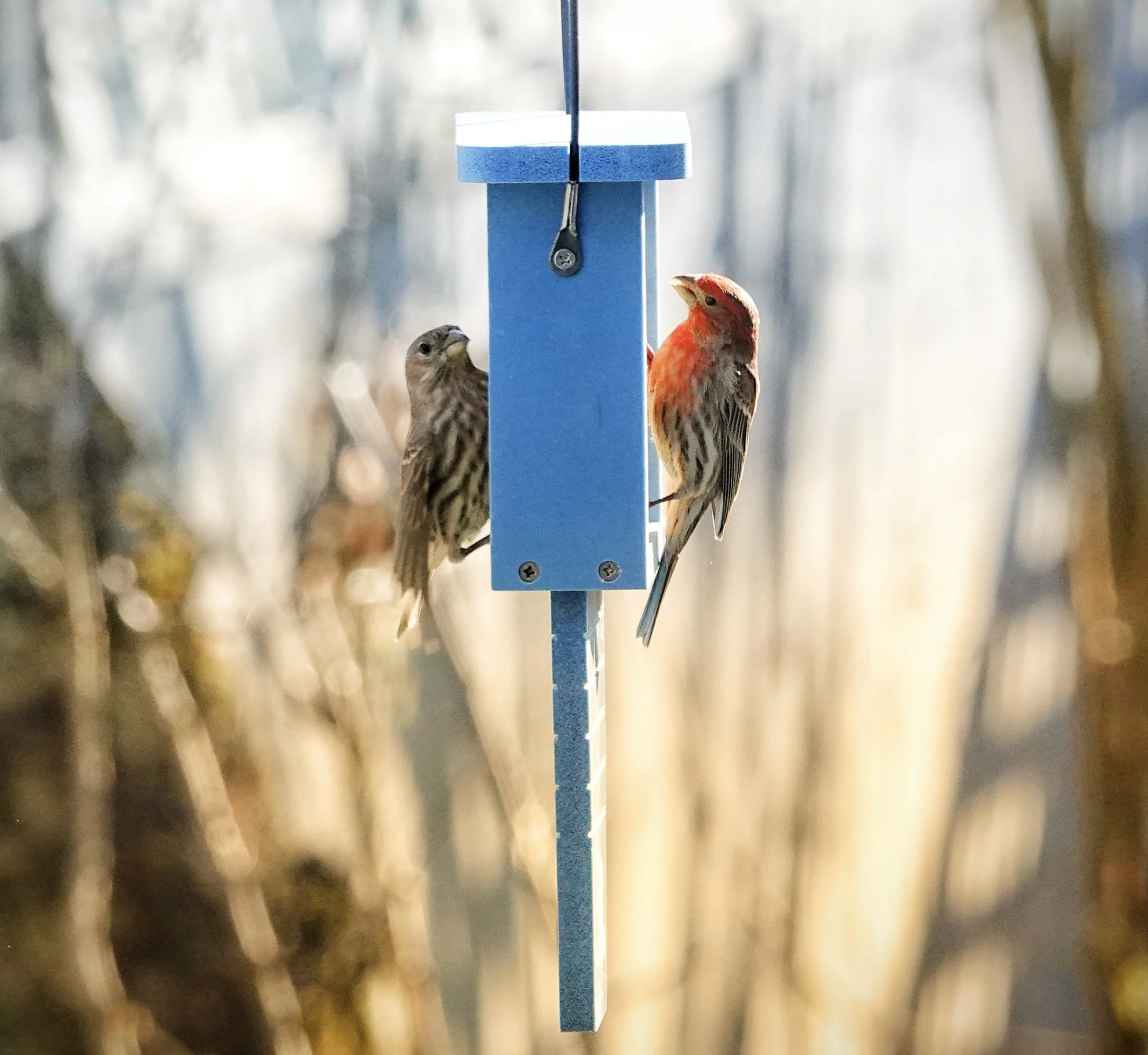 Suet Station Recycled Plastic Tail-prop Bird Feeder - Image 10