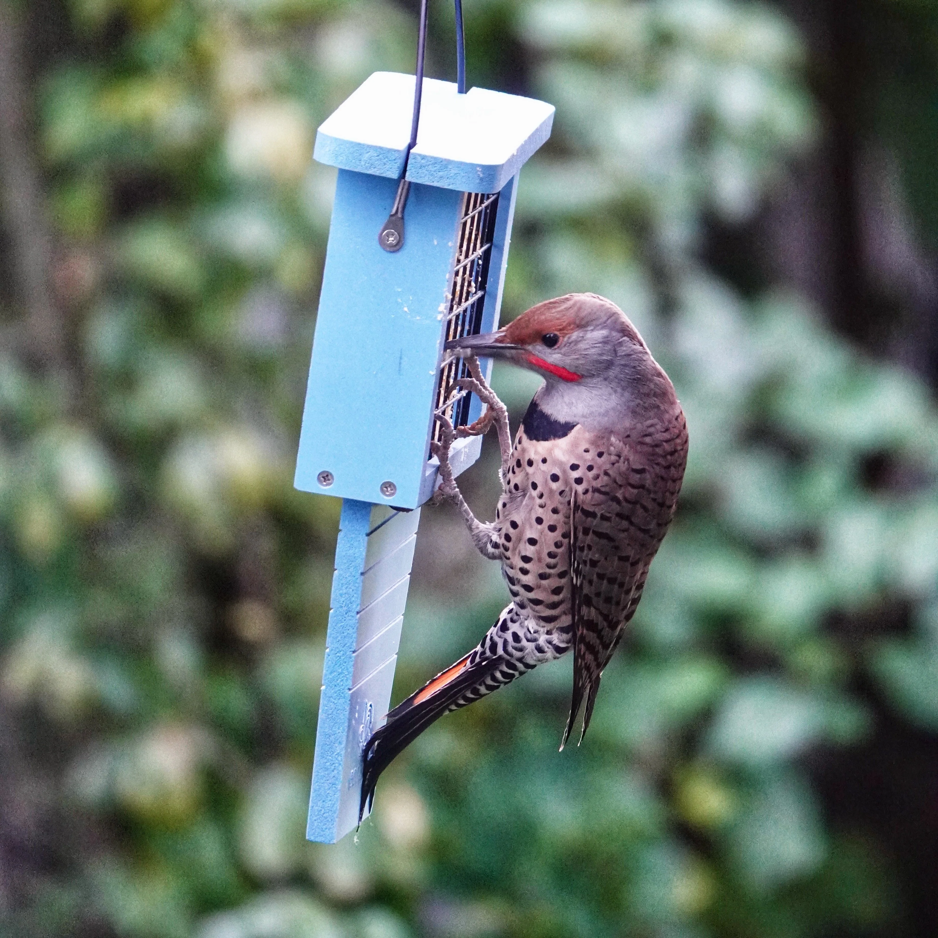 Suet Station Recycled Plastic Tail-prop Bird Feeder - Image 7