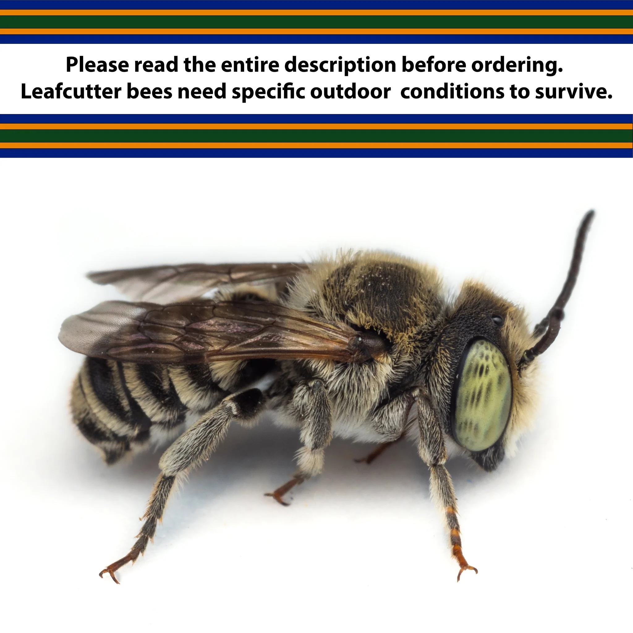 Summer Leaf Bees - (200ct) Free FedEx 2-Day Mail - Image 2