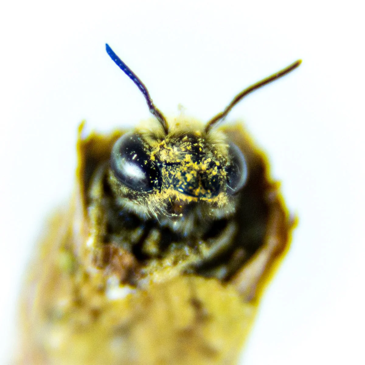 Summer Leaf Bees - (200ct) Free FedEx 2-Day Mail - Image 6