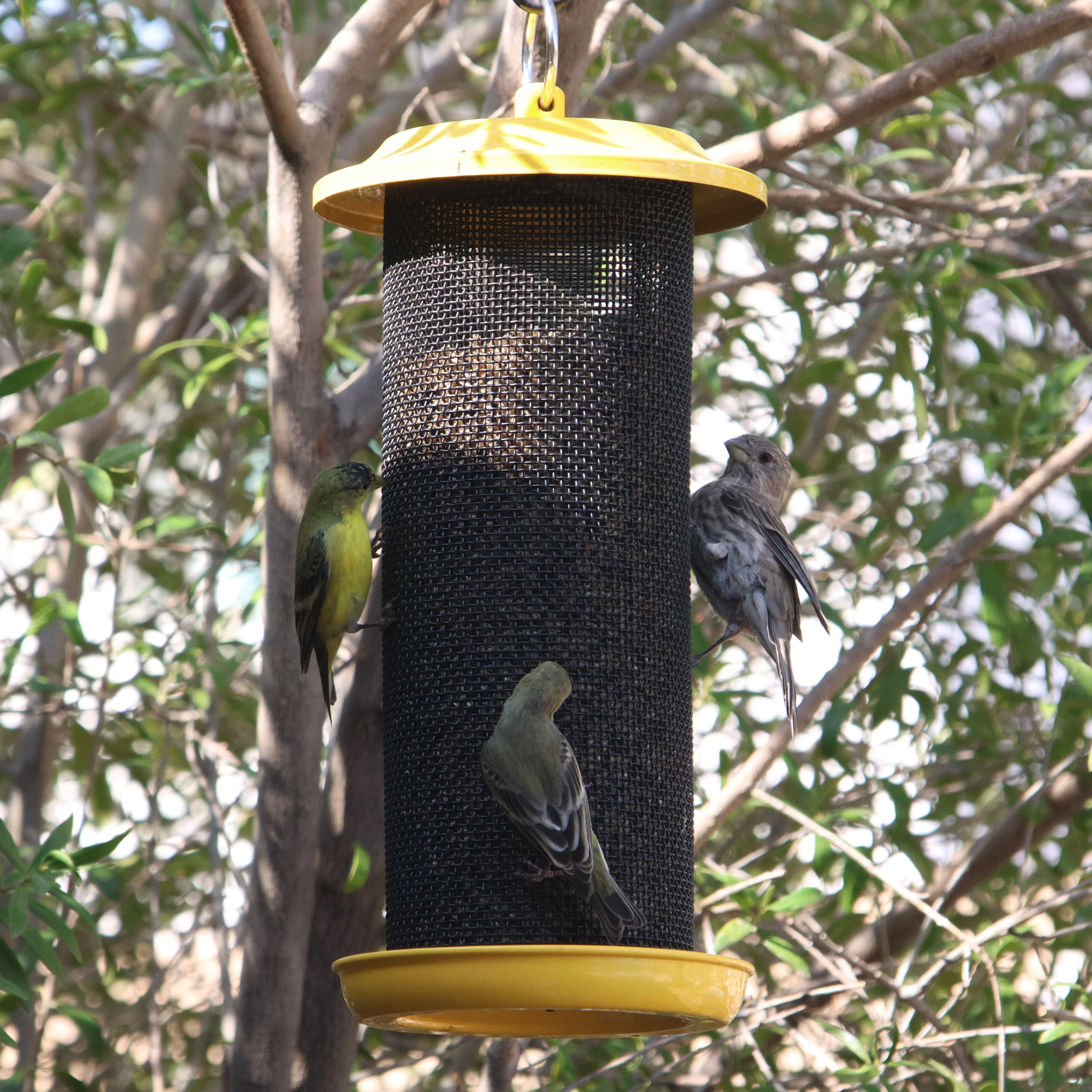 Sunglow Metal Mesh Thistle Bird Feeder - Image 12