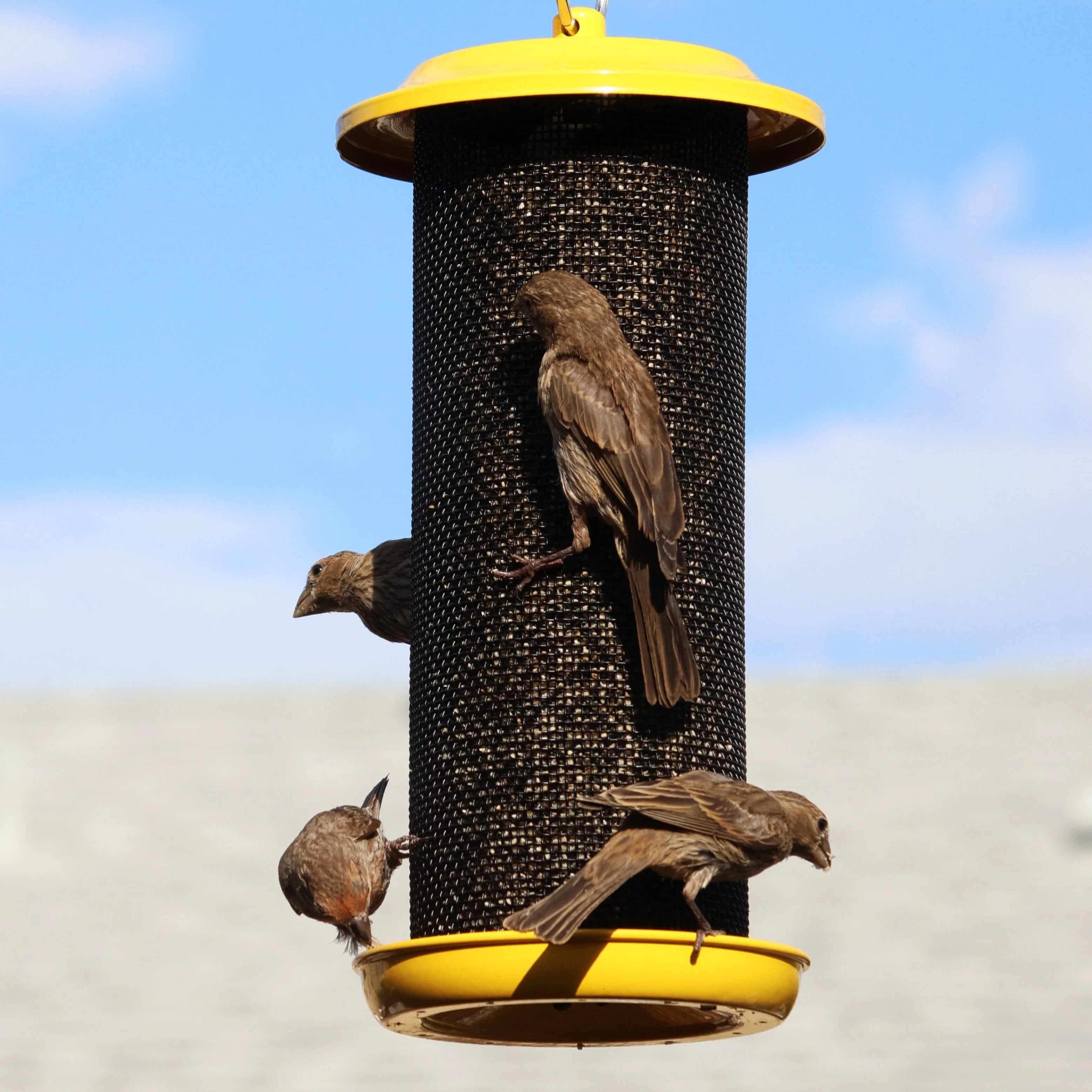 Sunglow Metal Mesh Thistle Bird Feeder - Image 7
