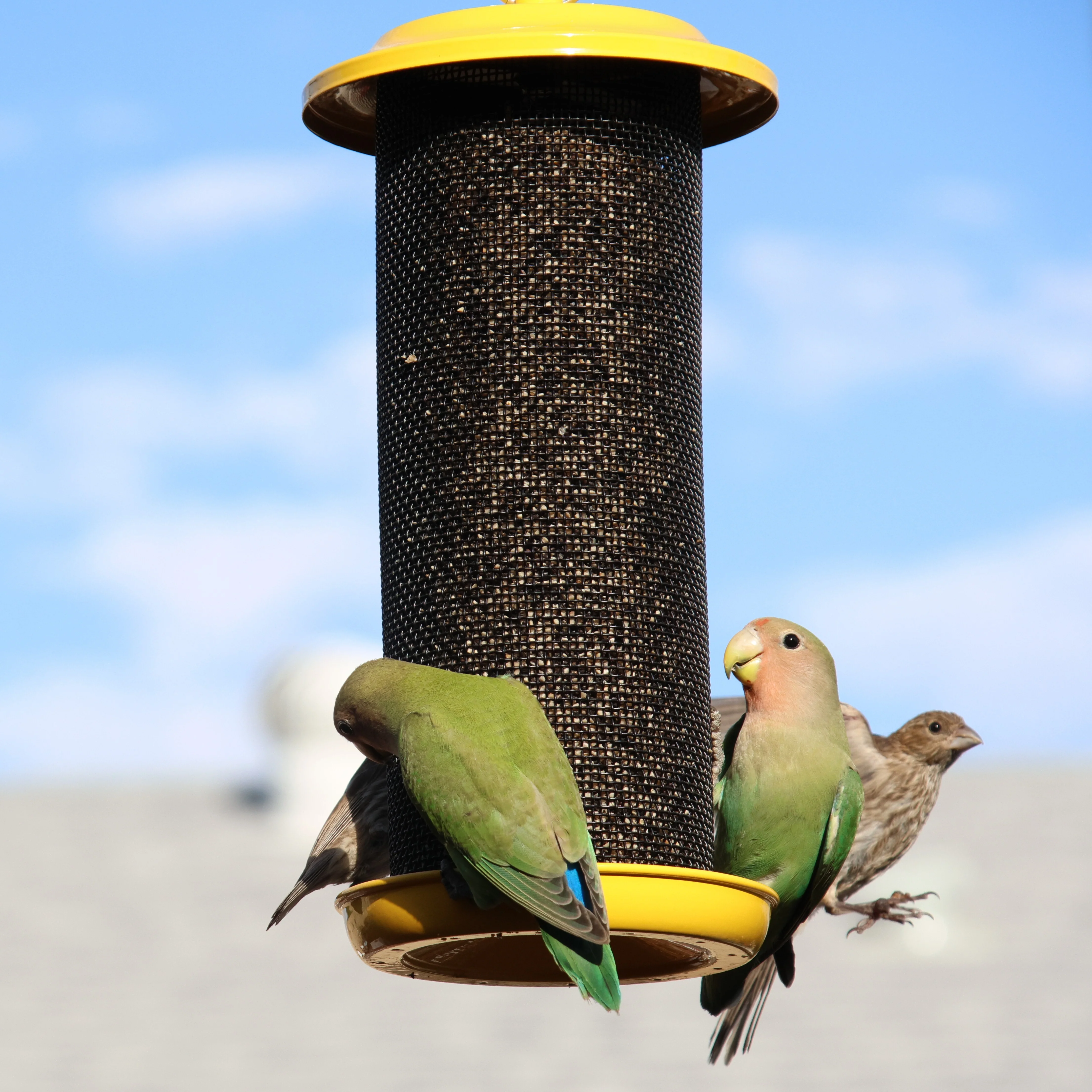 Sunglow Metal Mesh Thistle Bird Feeder - Image 8
