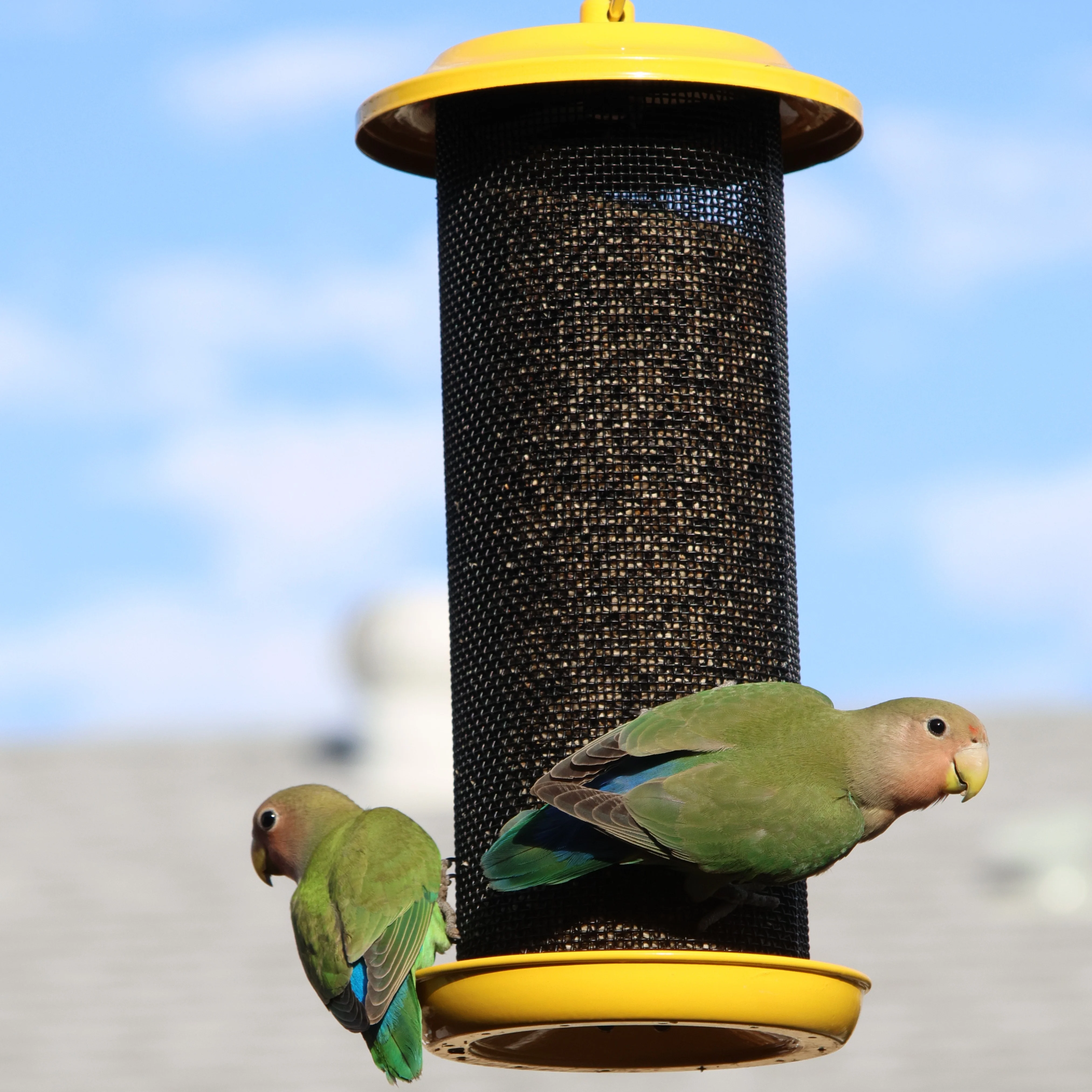 Sunglow Metal Mesh Thistle Bird Feeder - Image 9