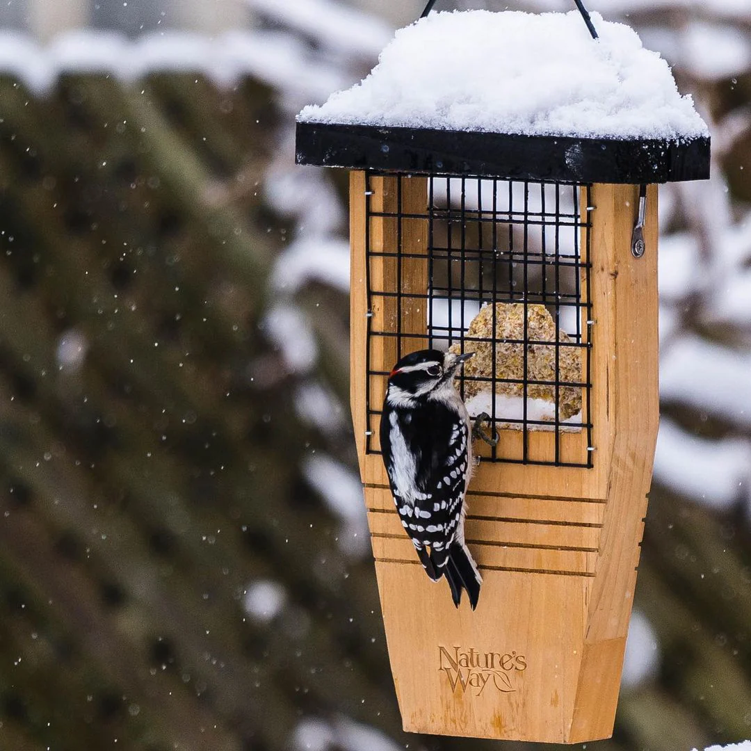 Cedar Tail-Prop Suet Feeder - Image 8