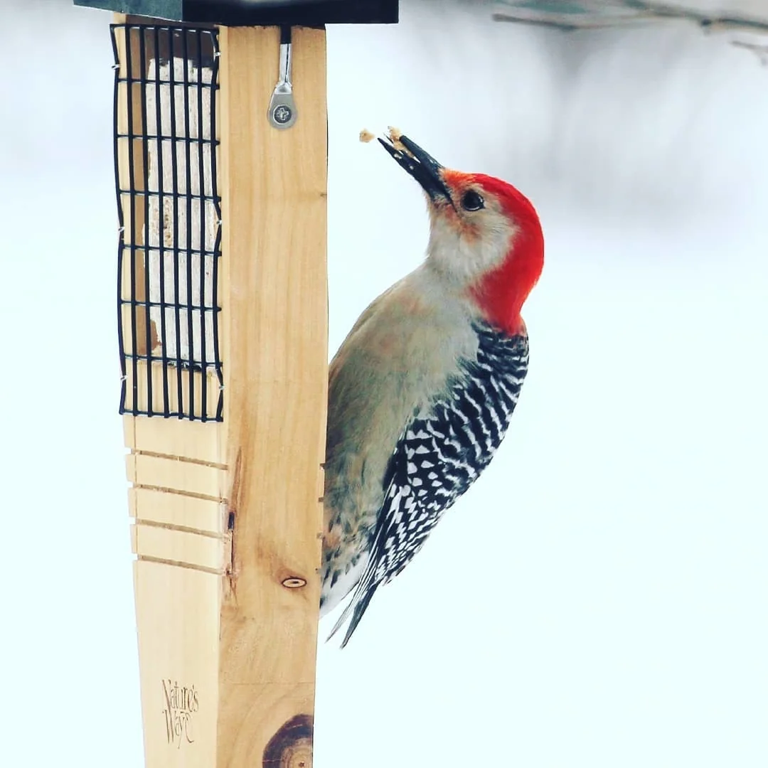 Cedar Tail-Prop Suet Feeder - Image 9